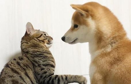 Preview: dogs vs cats and extraversion